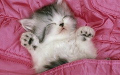 Desktop wallpaper. Cats. ID:42381