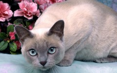 Desktop wallpaper. Cats. ID:42382