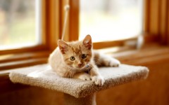 Desktop wallpaper. Cats. ID:42383