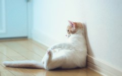 Desktop wallpaper. Cats. ID:42385