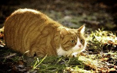 Desktop wallpaper. Cats. ID:42386