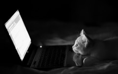 Desktop wallpaper. Cats. ID:42387