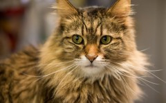 Desktop wallpaper. Cats. ID:42388
