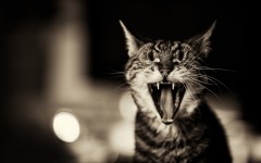 Desktop wallpaper. Cats. ID:42389
