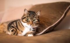 Desktop image. Cats. ID:42392