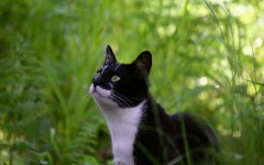 Desktop image. Cats. ID:42393