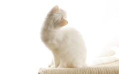 Desktop wallpaper. Cats. ID:42394