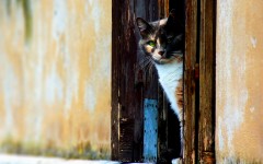 Desktop wallpaper. Cats. ID:42395