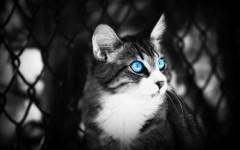 Desktop wallpaper. Cats. ID:42396