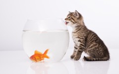 Desktop wallpaper. Cats. ID:42397