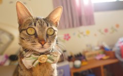 Desktop wallpaper. Cats. ID:42398