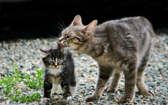 Desktop wallpaper. Cats. ID:42399