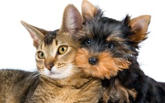 Desktop wallpaper. Cats. ID:42400
