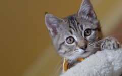 Desktop wallpaper. Cats. ID:42401