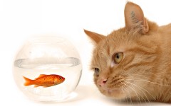Desktop wallpaper. Cats. ID:42402