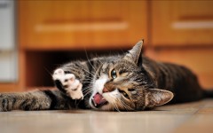 Desktop wallpaper. Cats. ID:42403