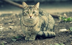 Desktop wallpaper. Cats. ID:42404