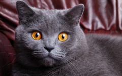 Desktop wallpaper. Cats. ID:42405