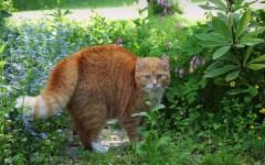 Desktop wallpaper. Cats. ID:42406