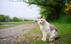 Desktop wallpaper. Cats. ID:42407