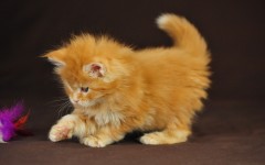 Desktop wallpaper. Cats. ID:42408