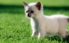 Desktop wallpaper. Cats. ID:42409