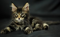 Desktop wallpaper. Cats. ID:42410