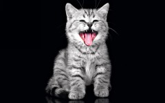 Desktop wallpaper. Cats. ID:42411
