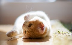 Desktop wallpaper. Cats. ID:42412