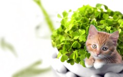 Desktop wallpaper. Cats. ID:42414