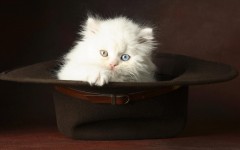 Desktop wallpaper. Cats. ID:42415