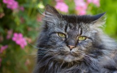 Desktop wallpaper. Cats. ID:42417
