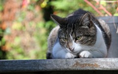 Desktop wallpaper. Cats. ID:42418