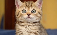 Desktop wallpaper. Cats. ID:42420