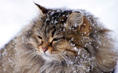 Desktop wallpaper. Cats. ID:42423