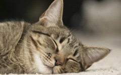 Desktop wallpaper. Cats. ID:42424