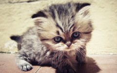 Desktop wallpaper. Cats. ID:42425