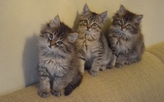 Desktop wallpaper. Cats. ID:42427