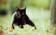Desktop wallpaper. Cats. ID:42428
