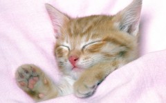 Desktop wallpaper. Cats. ID:42429