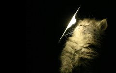 Desktop wallpaper. Cats. ID:42430