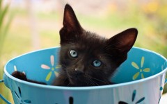 Desktop wallpaper. Cats. ID:42431
