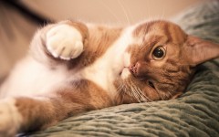 Desktop wallpaper. Cats. ID:42432