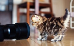 Desktop wallpaper. Cats. ID:42433