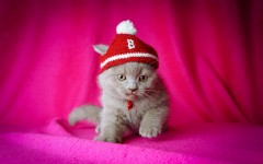 Desktop wallpaper. Cats. ID:42436