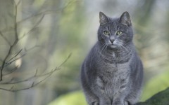 Desktop wallpaper. Cats. ID:42437