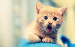 Desktop wallpaper. Cats. ID:42438