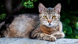 Desktop wallpaper. Cats. ID:138110