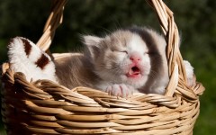 Desktop wallpaper. Cats. ID:42440