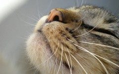 Desktop wallpaper. Cats. ID:42443